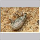 Cerceris arenaria - Sandknotenwespe w18d 12mm - mit Ruesselkaefer - Strophosoma capitatum - Niedringhaussee.jpg